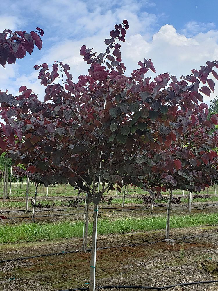 cercis-canadensis-forest-pansy-eastern-redbud