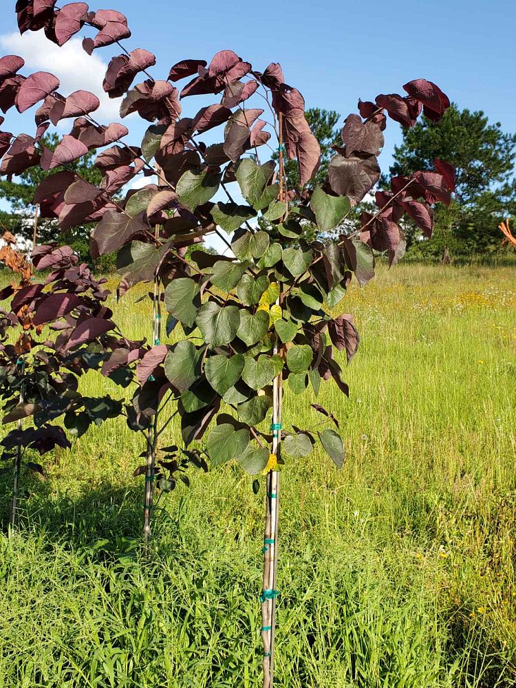 cercis-canadensis-forest-pansy-eastern-redbud
