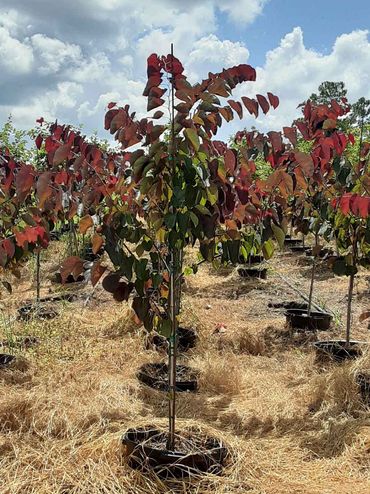 cercis-canadensis-forest-pansy-eastern-redbud