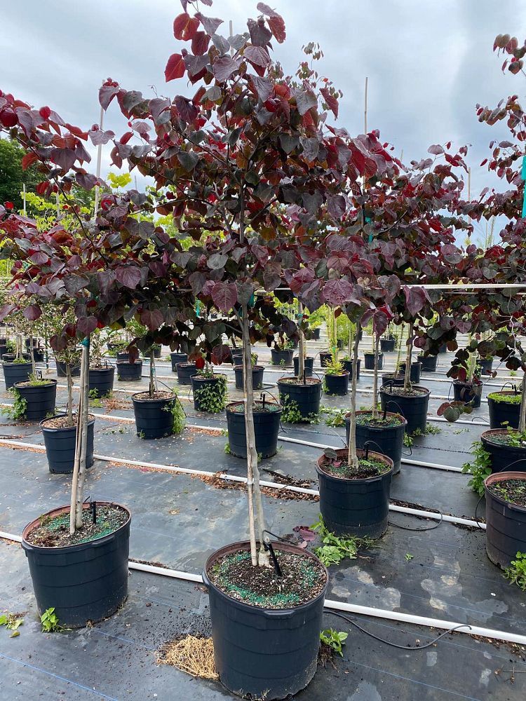 cercis-canadensis-forest-pansy-eastern-redbud
