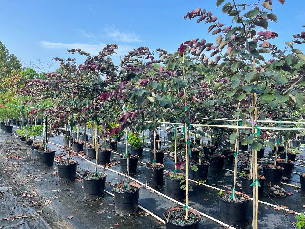 cercis-canadensis-forest-pansy-eastern-redbud