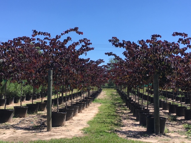 cercis-canadensis-forest-pansy-eastern-redbud