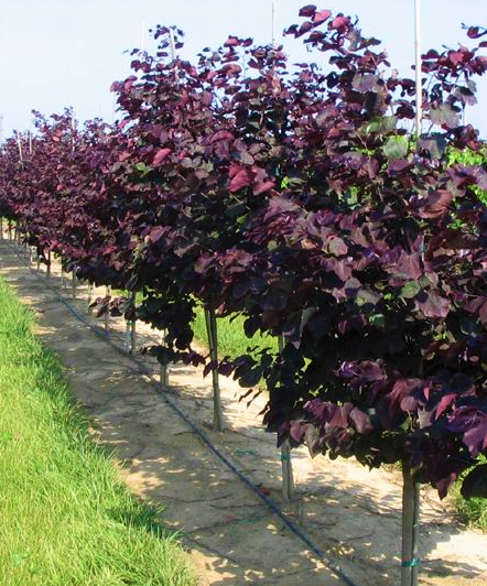 cercis-canadensis-forest-pansy-eastern-redbud