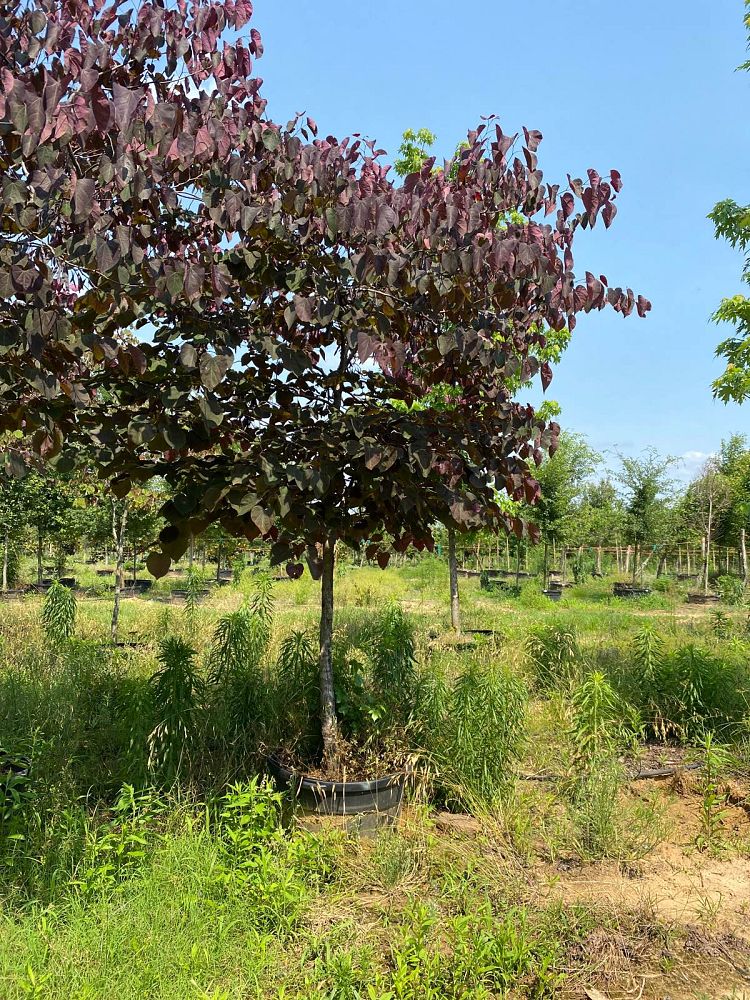 cercis-canadensis-forest-pansy-eastern-redbud