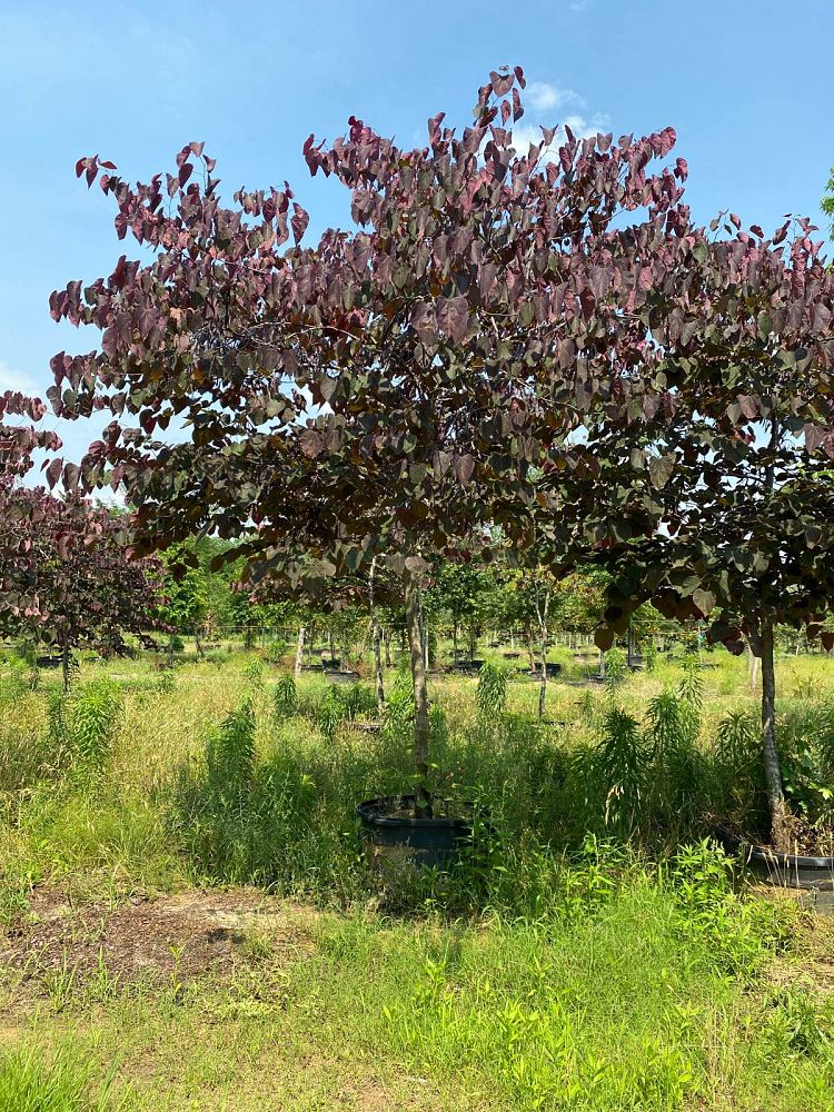 cercis-canadensis-forest-pansy-eastern-redbud