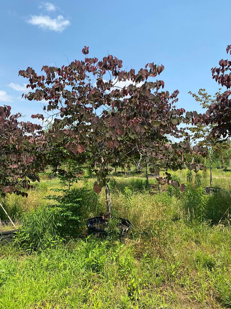 cercis-canadensis-forest-pansy-eastern-redbud