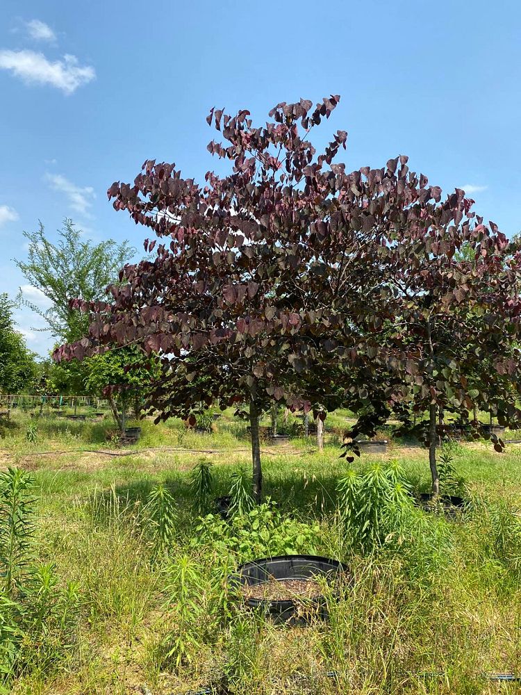 cercis-canadensis-forest-pansy-eastern-redbud