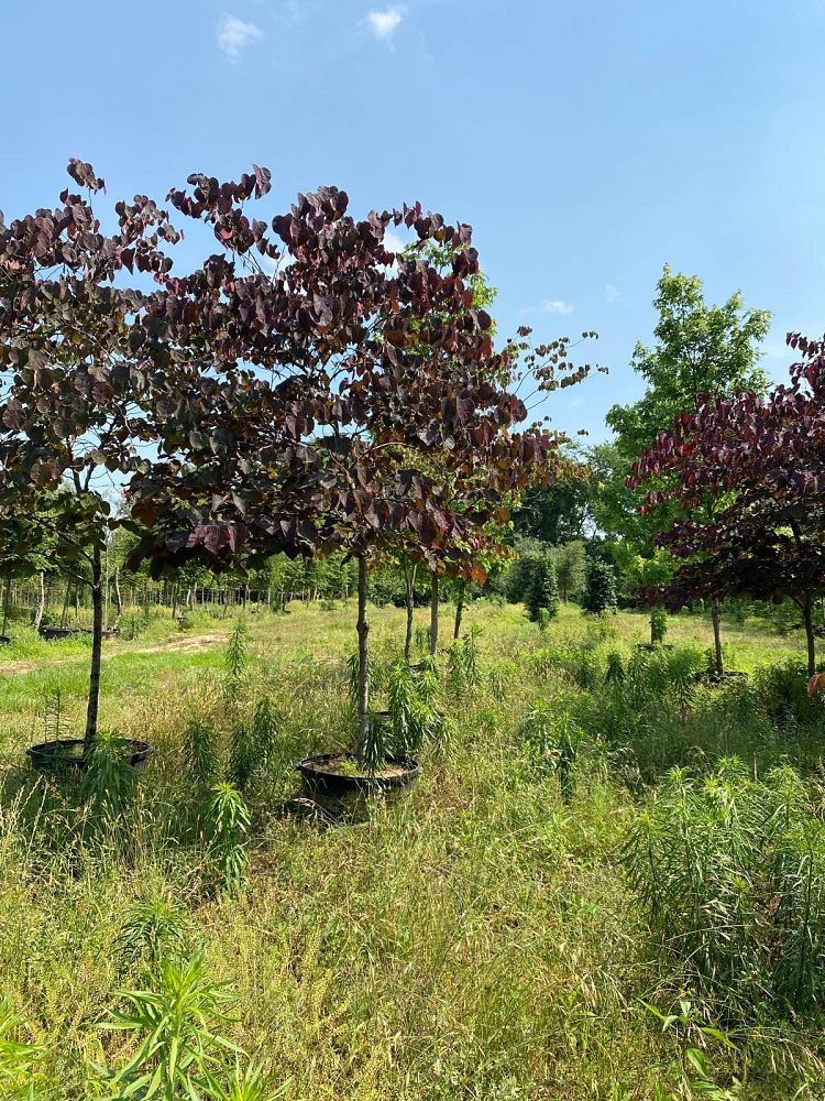 cercis-canadensis-forest-pansy-eastern-redbud
