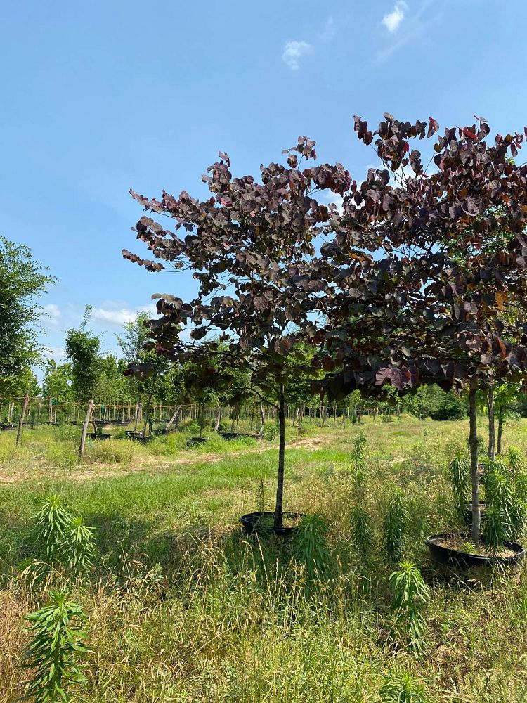 cercis-canadensis-forest-pansy-eastern-redbud