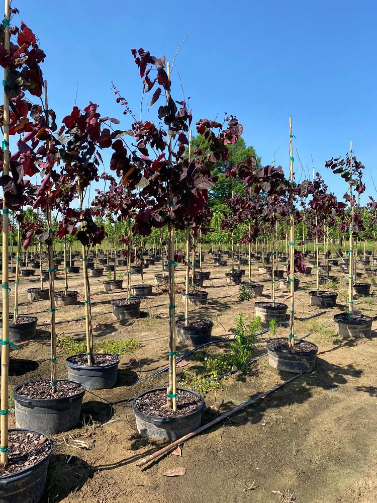 cercis-canadensis-forest-pansy-eastern-redbud