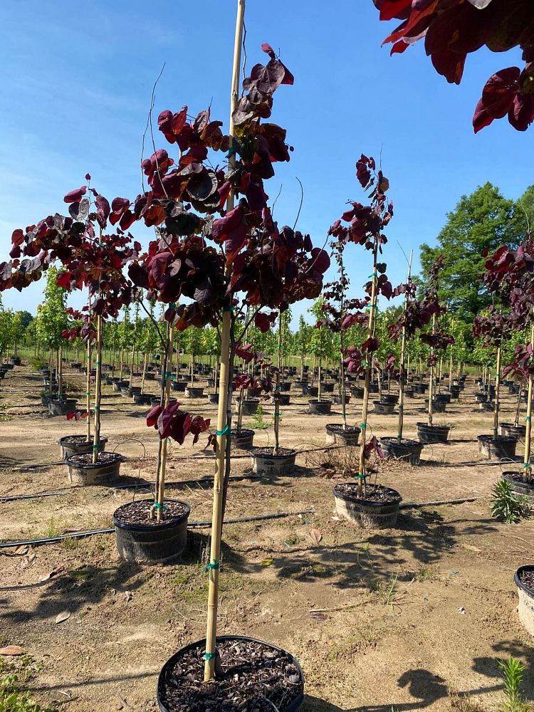 cercis-canadensis-forest-pansy-eastern-redbud