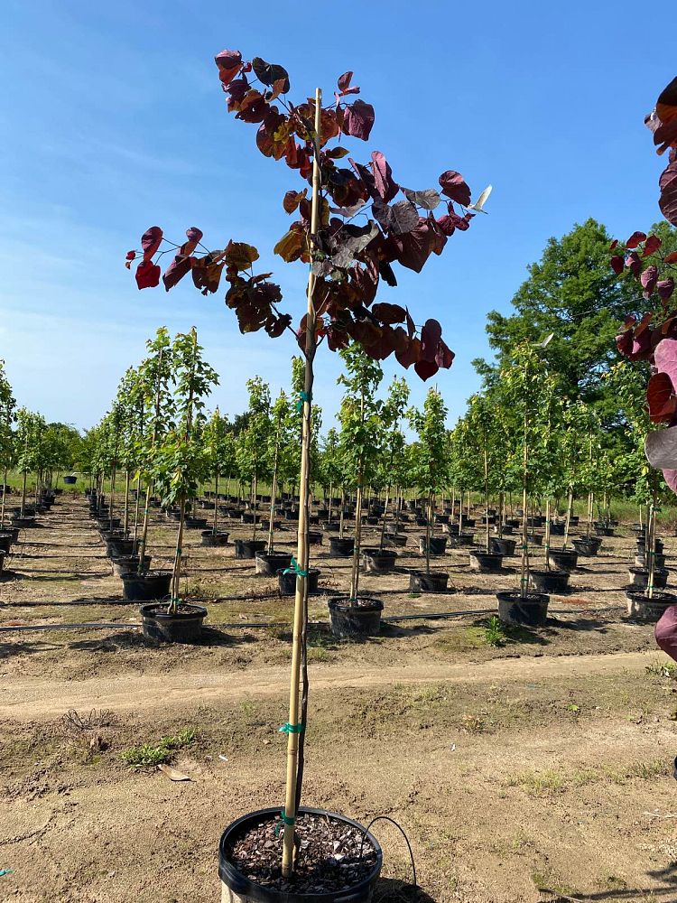 cercis-canadensis-forest-pansy-eastern-redbud