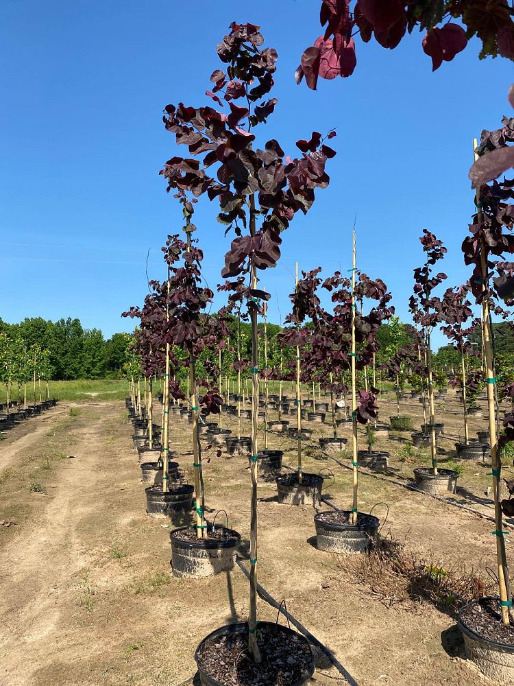 cercis-canadensis-forest-pansy-eastern-redbud