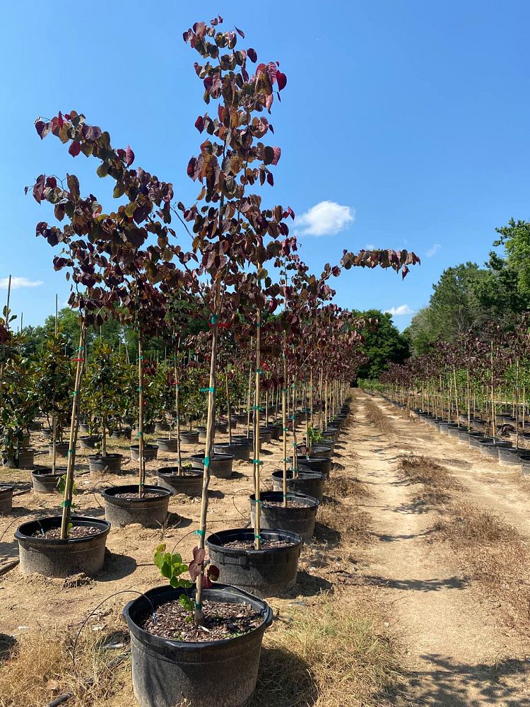 cercis-canadensis-forest-pansy-eastern-redbud