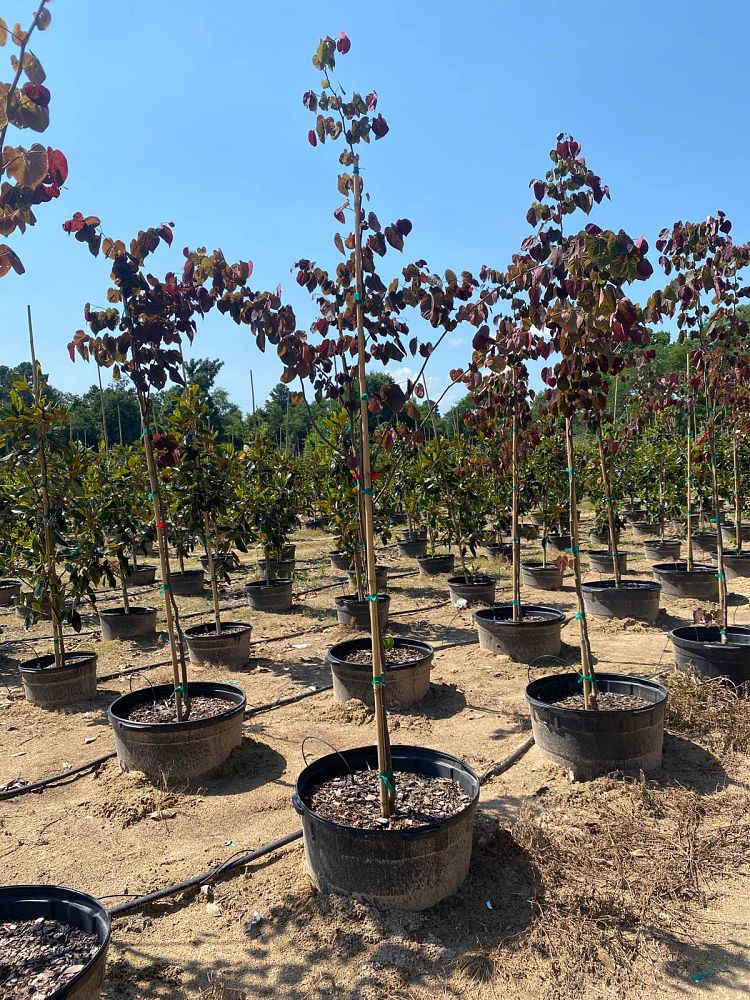 cercis-canadensis-forest-pansy-eastern-redbud