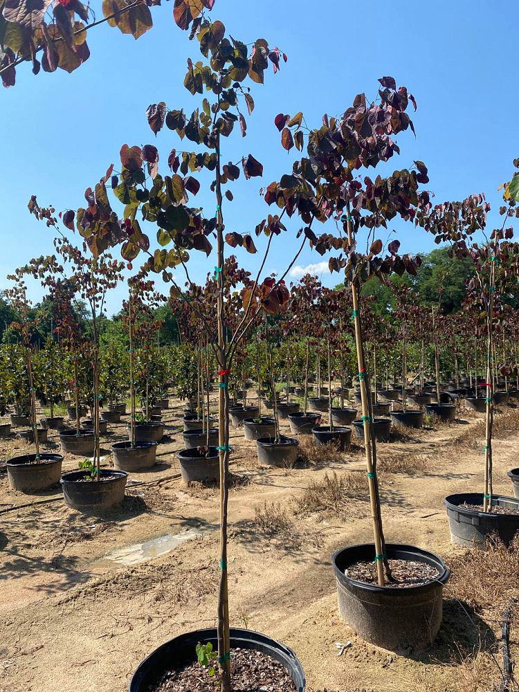 cercis-canadensis-forest-pansy-eastern-redbud