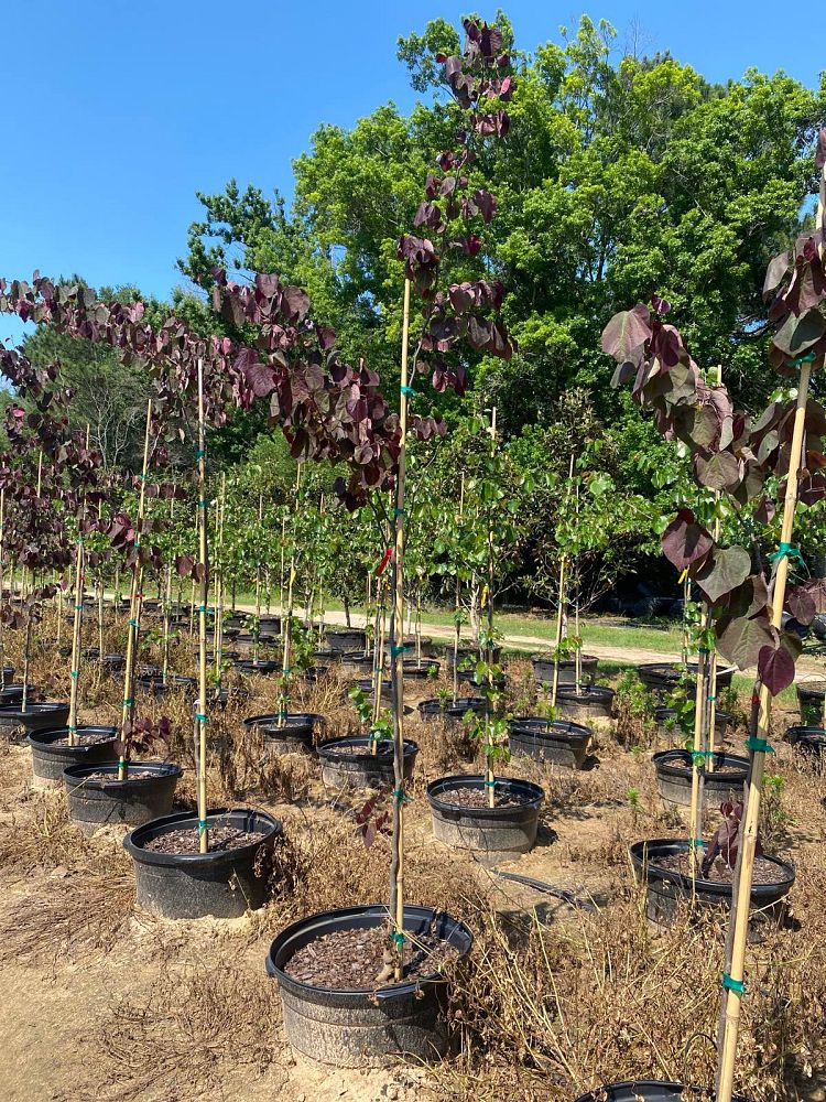 cercis-canadensis-forest-pansy-eastern-redbud