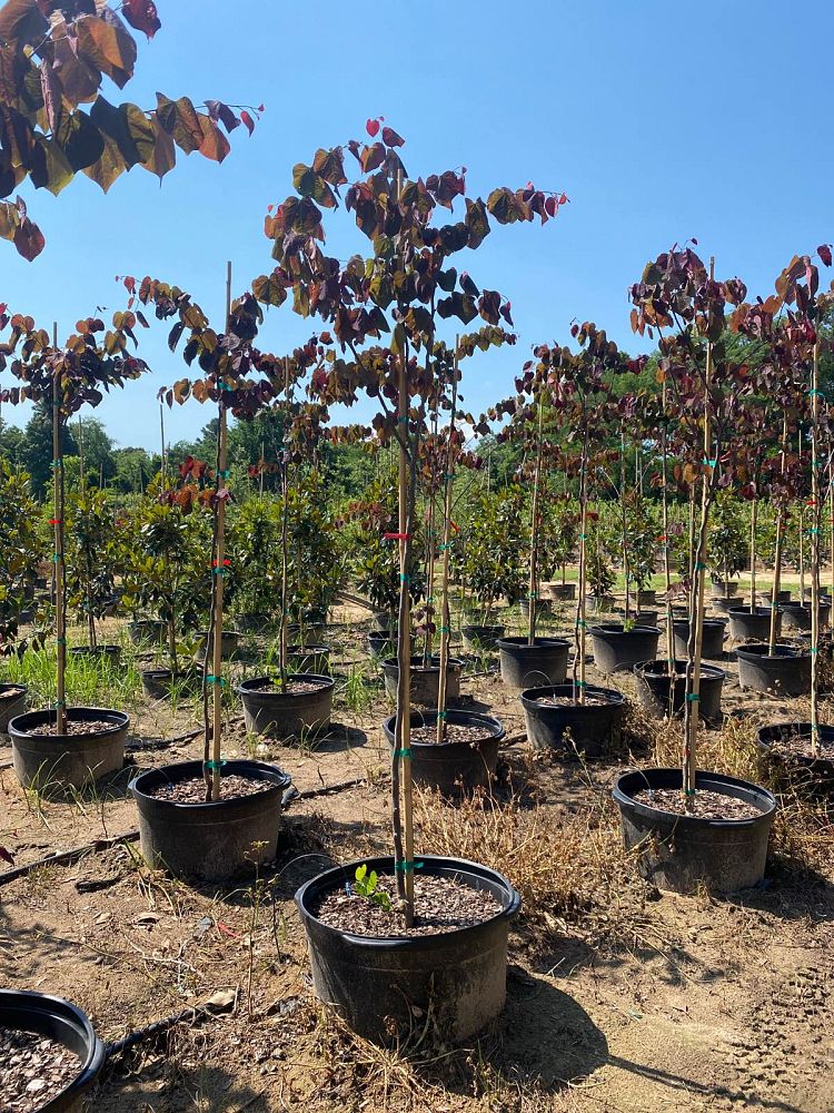 cercis-canadensis-forest-pansy-eastern-redbud