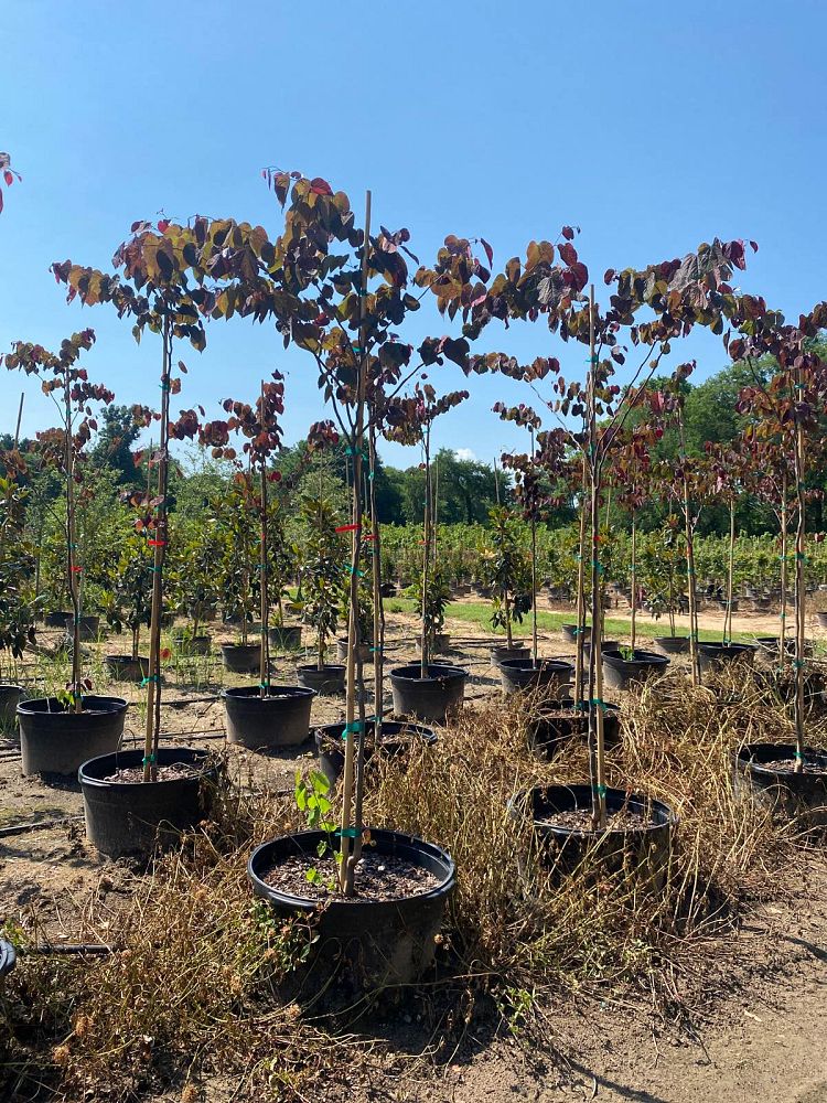 cercis-canadensis-forest-pansy-eastern-redbud