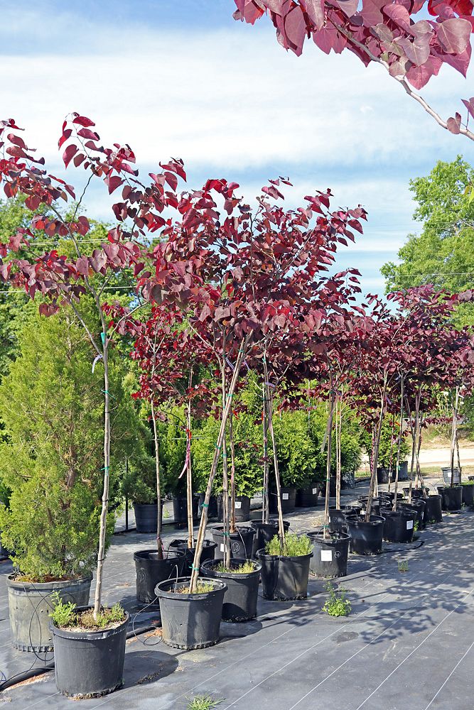 cercis-canadensis-forest-pansy-eastern-redbud