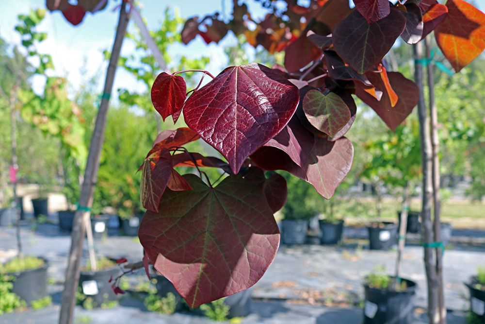 cercis-canadensis-forest-pansy-eastern-redbud