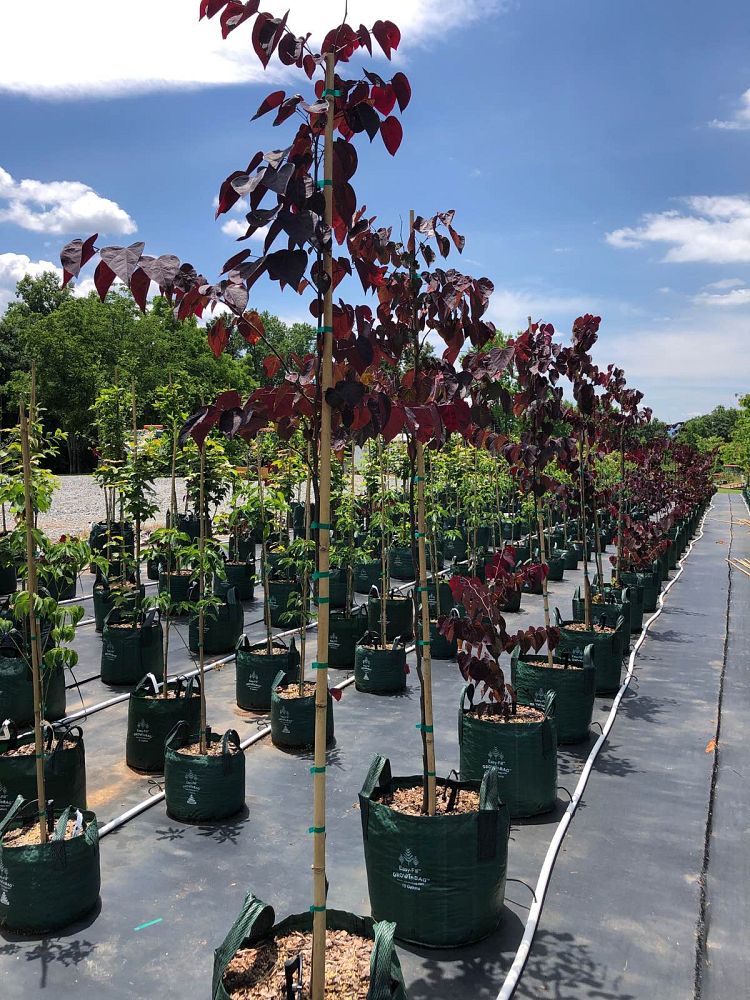 cercis-canadensis-forest-pansy-eastern-redbud