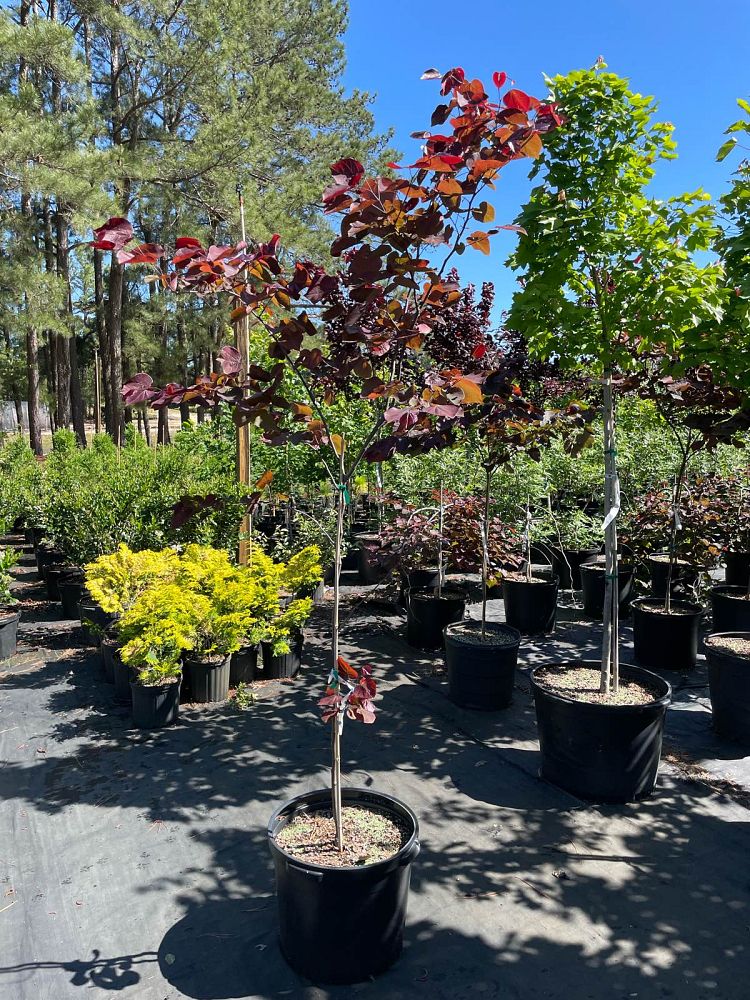 cercis-canadensis-forest-pansy-eastern-redbud