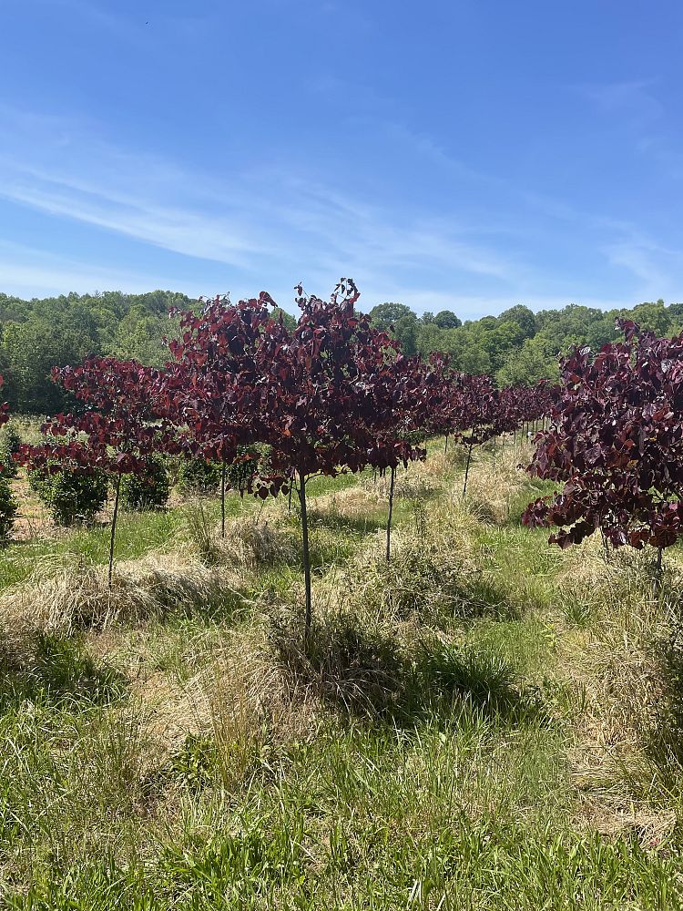 cercis-canadensis-forest-pansy-eastern-redbud