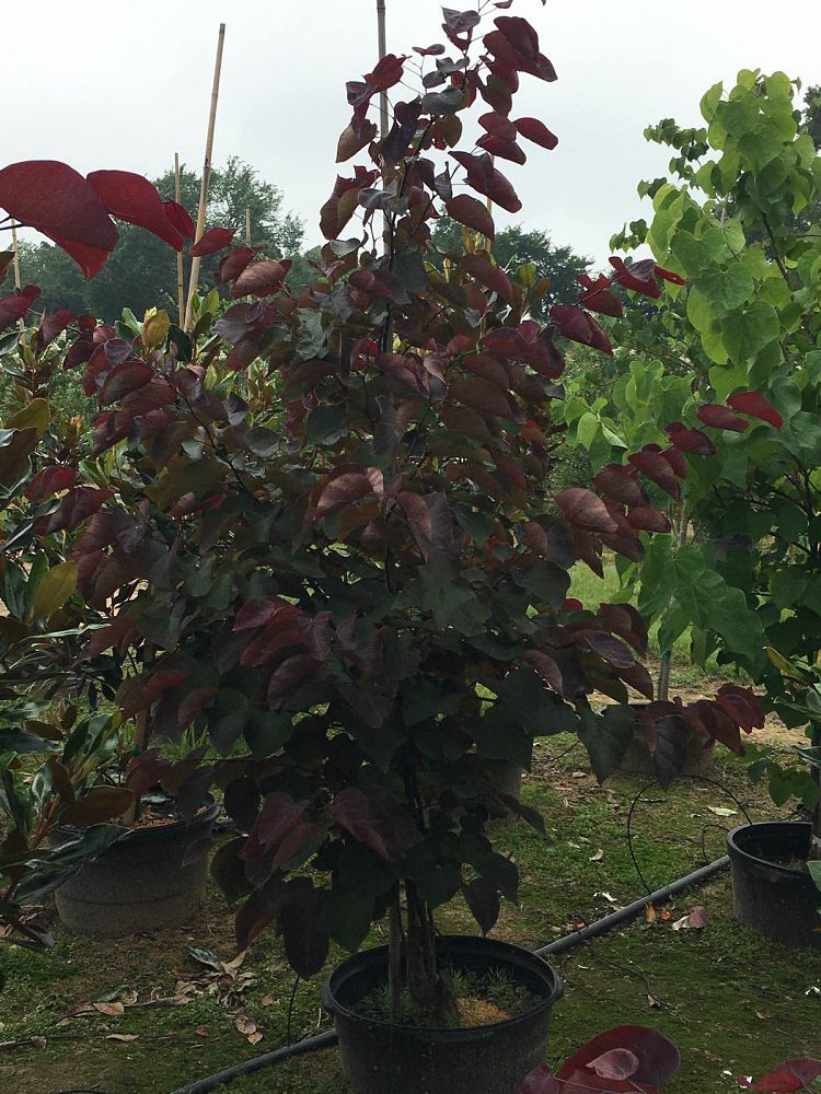 cercis-canadensis-forest-pansy-eastern-redbud