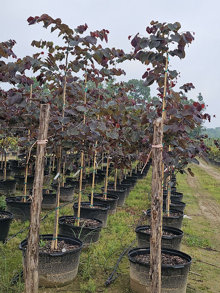 cercis-canadensis-forest-pansy-eastern-redbud