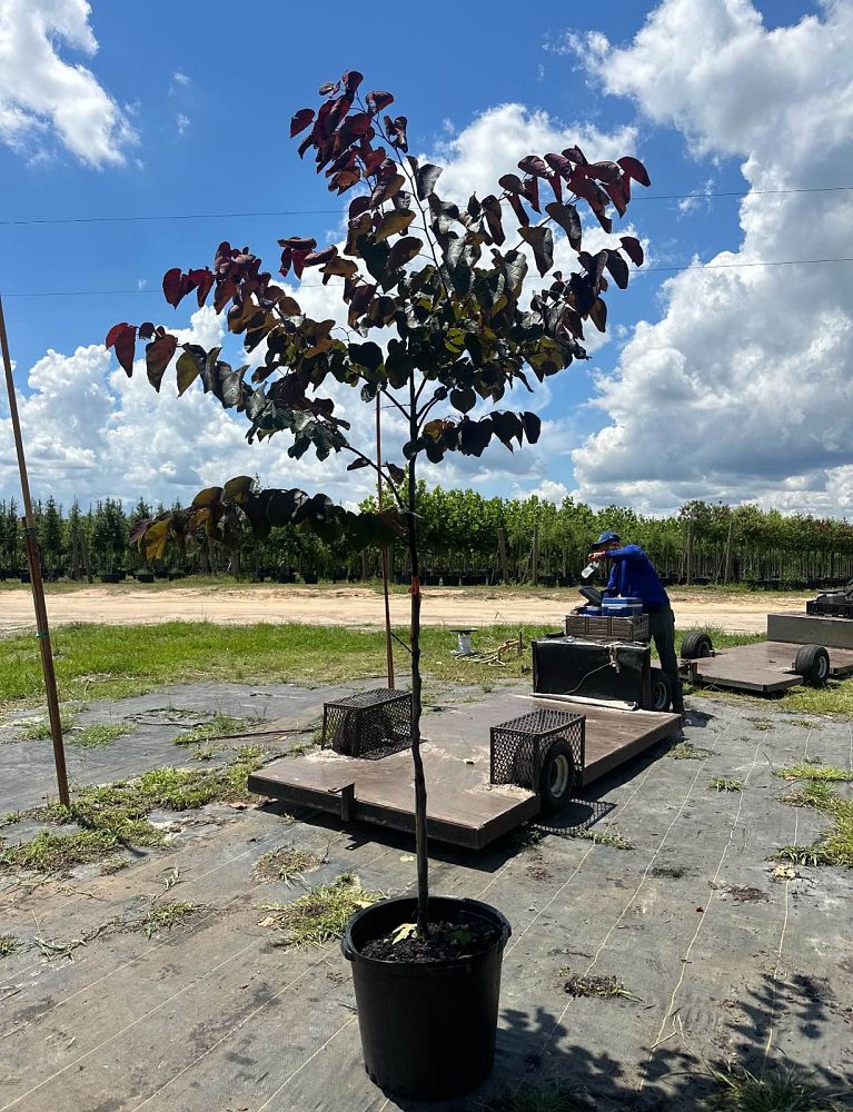 cercis-canadensis-forest-pansy-eastern-redbud