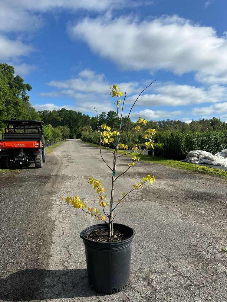 cercis-canadensis-gilded-heart