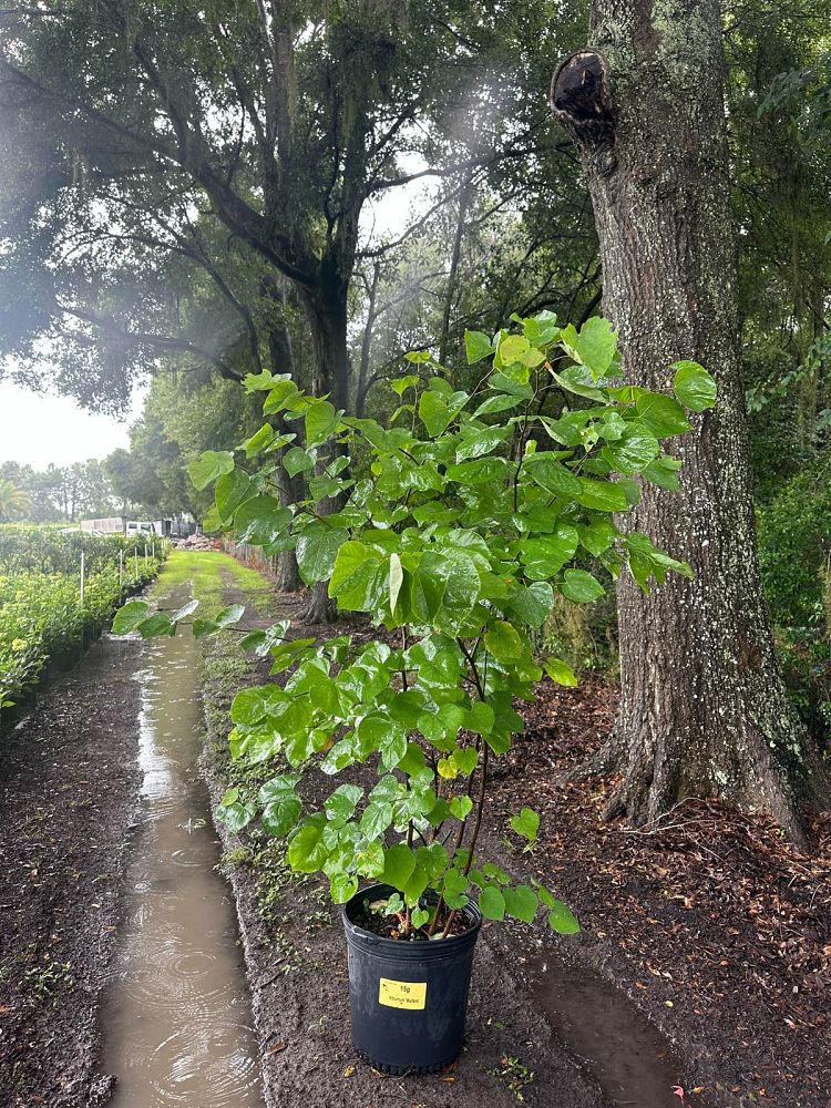 cercis-canadensis-gilded-heart