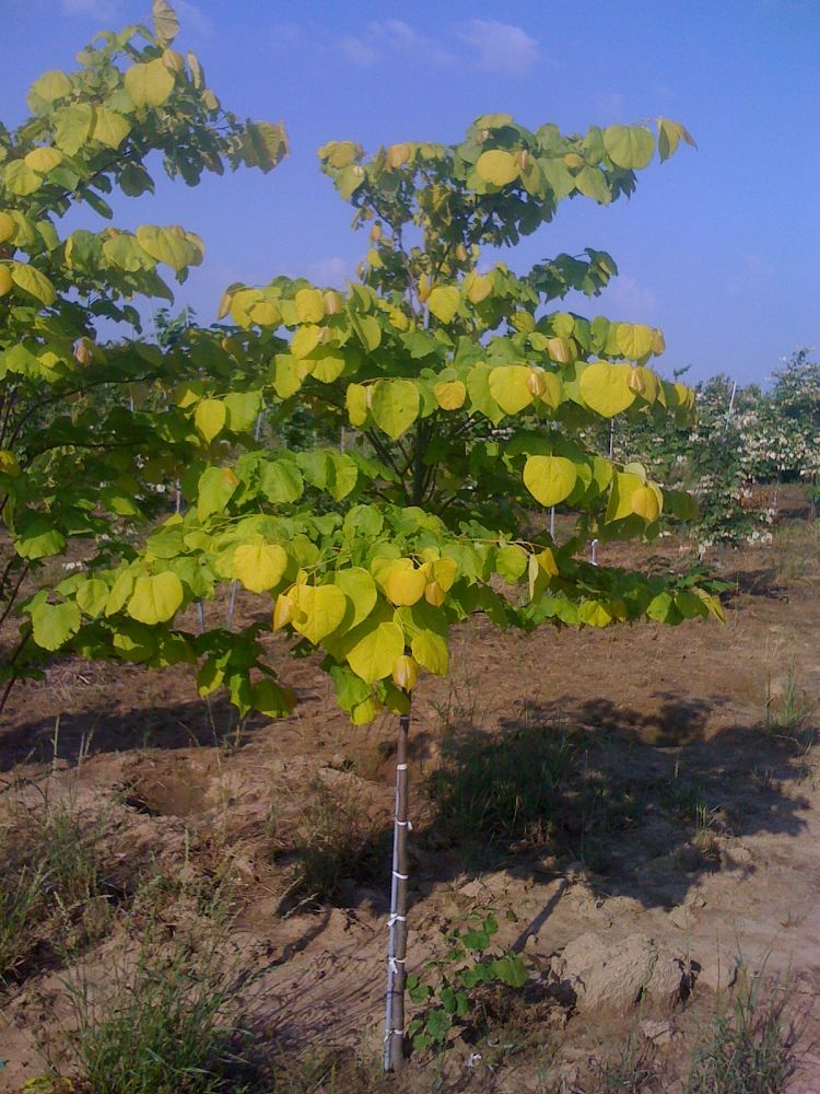 cercis-canadensis-hearts-of-gold-eastern-redbud