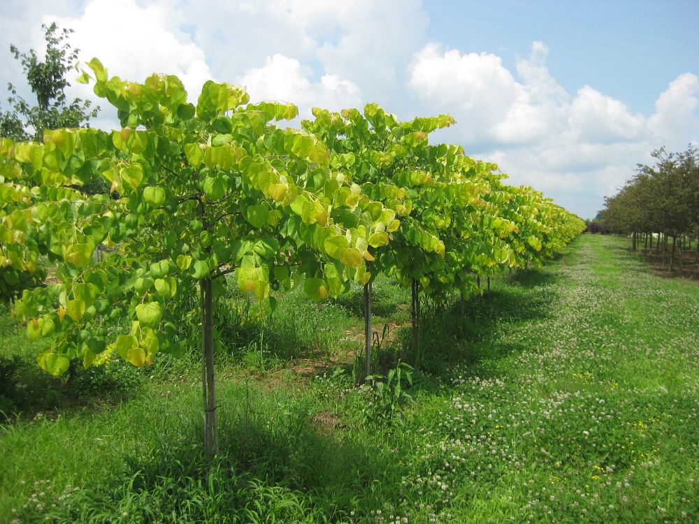 cercis-canadensis-hearts-of-gold-eastern-redbud