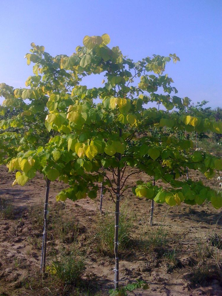 cercis-canadensis-hearts-of-gold-eastern-redbud