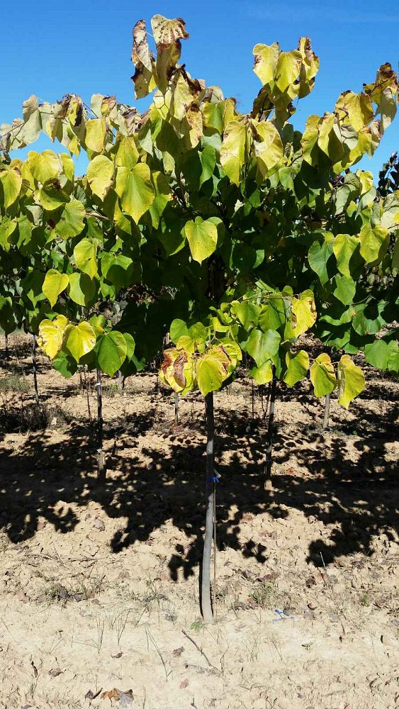 cercis-canadensis-hearts-of-gold-eastern-redbud