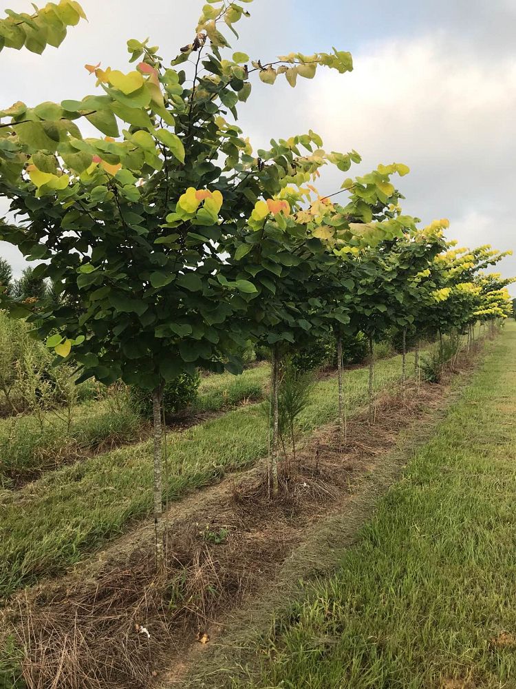 cercis-canadensis-hearts-of-gold-eastern-redbud
