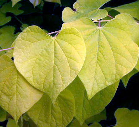 cercis-canadensis-hearts-of-gold-eastern-redbud