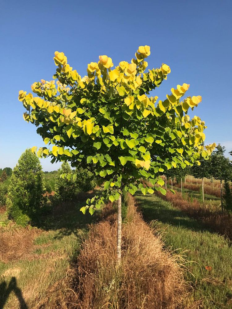 cercis-canadensis-hearts-of-gold-eastern-redbud