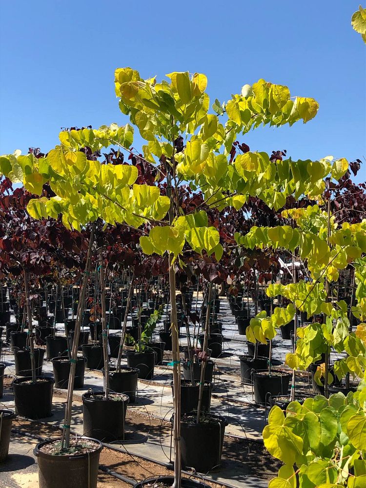 cercis-canadensis-hearts-of-gold-eastern-redbud