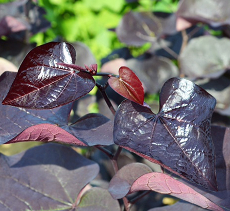 cercis-canadensis-jn16-canadian-redbud-black-pearl-judas-tree-eastern-redbud