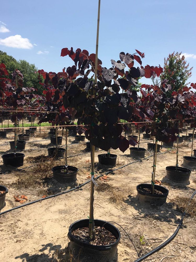 cercis-canadensis-jn16-canadian-redbud-black-pearl-judas-tree-eastern-redbud