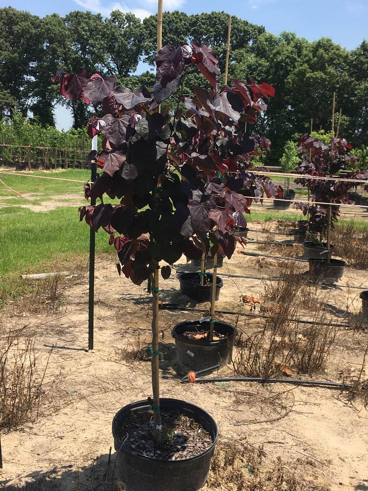 cercis-canadensis-jn16-canadian-redbud-black-pearl-judas-tree-eastern-redbud