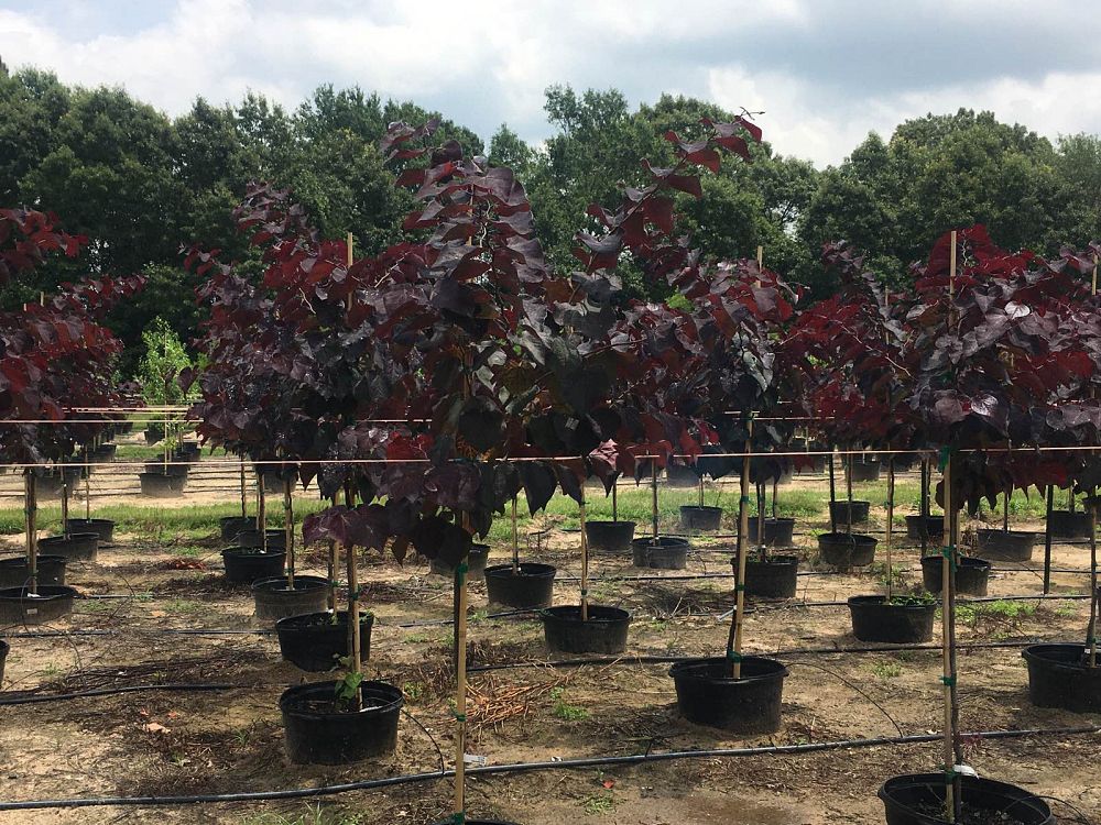 cercis-canadensis-jn16-canadian-redbud-black-pearl-judas-tree-eastern-redbud