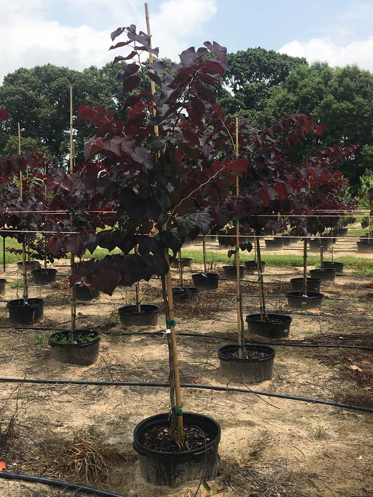 cercis-canadensis-jn16-canadian-redbud-black-pearl-judas-tree-eastern-redbud