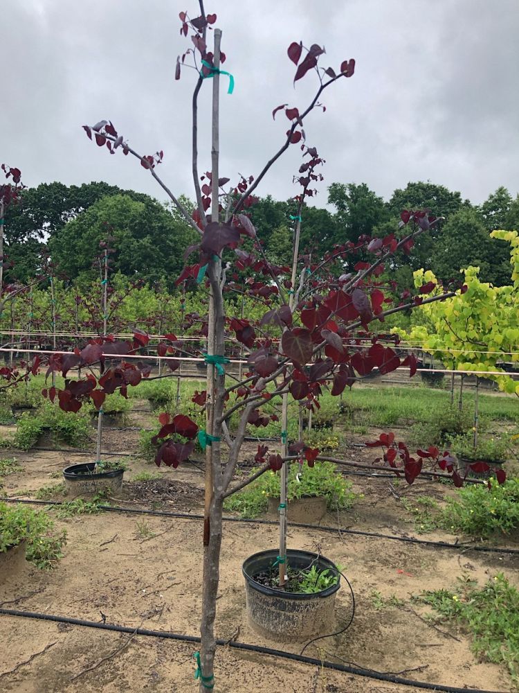 cercis-canadensis-jn16-canadian-redbud-black-pearl-judas-tree-eastern-redbud
