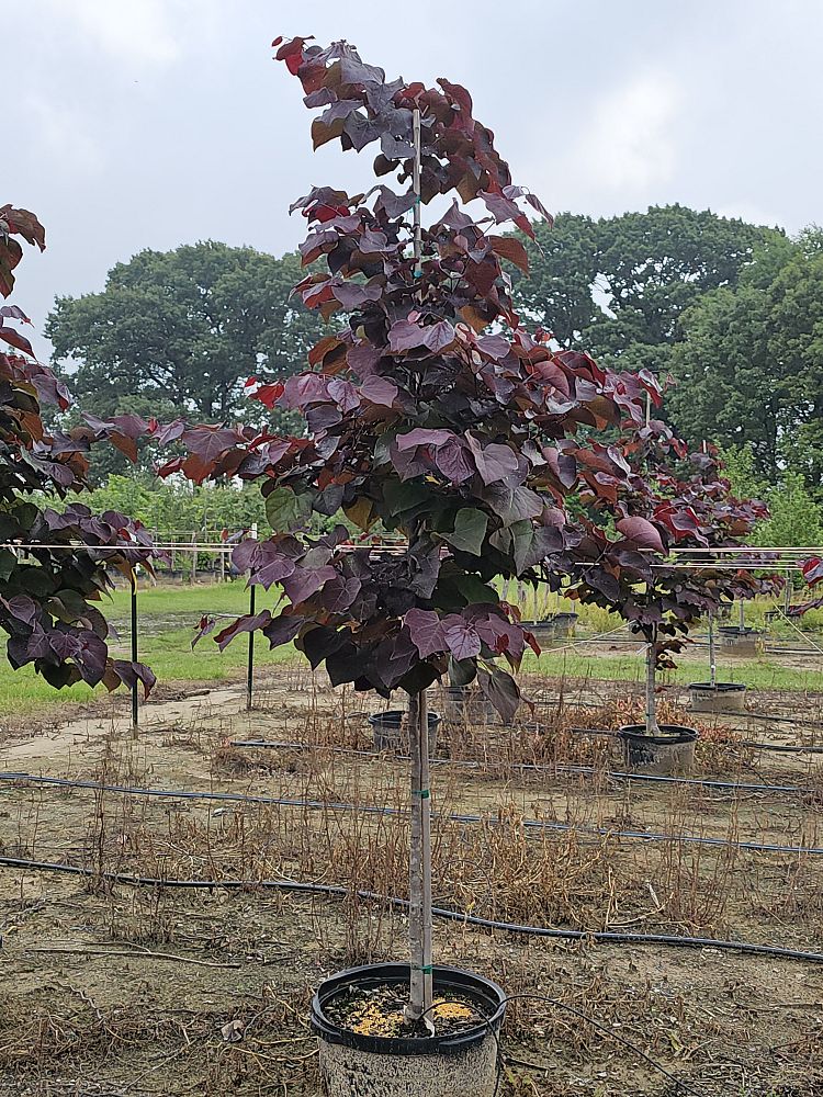 cercis-canadensis-jn16-canadian-redbud-black-pearl-judas-tree-eastern-redbud