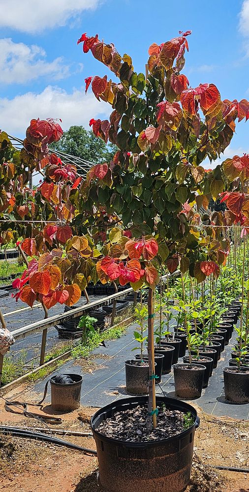 cercis-canadensis-jn16-canadian-redbud-black-pearl-judas-tree-eastern-redbud