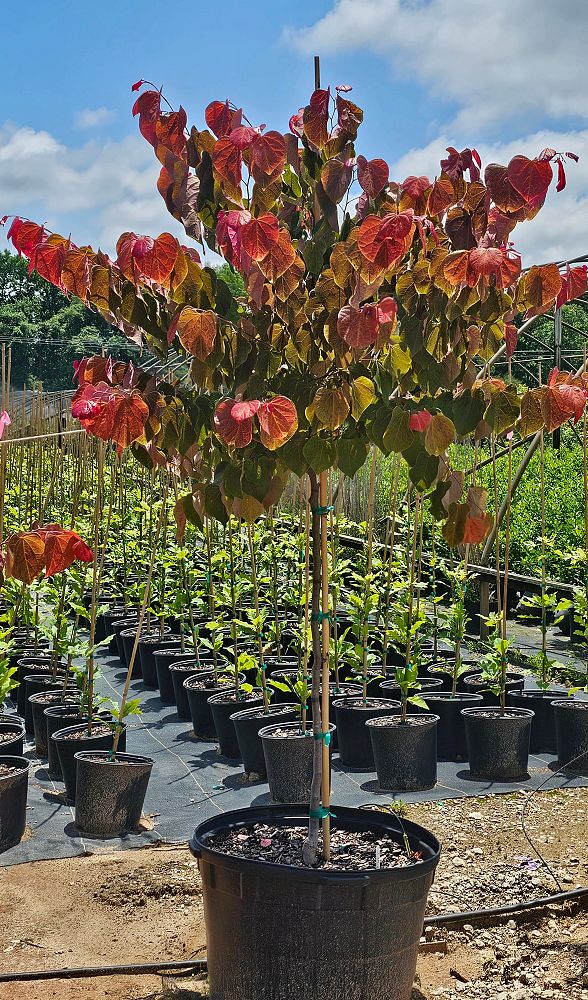 cercis-canadensis-jn16-canadian-redbud-black-pearl-judas-tree-eastern-redbud